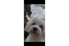 ラッキーの写真1