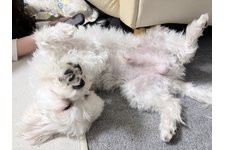 ラッキーの写真2