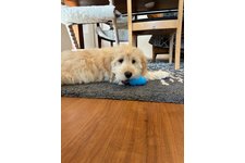 ジェイクの写真2