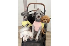 ヴィヴィアンの写真2