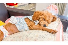 ヴィヴィアンの写真3