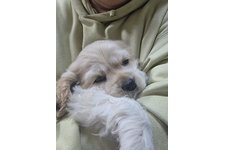 チョッパーの写真1