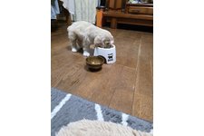 チョッパーの写真2