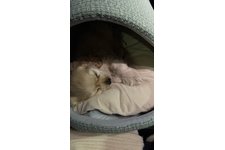 チョッパーの写真3