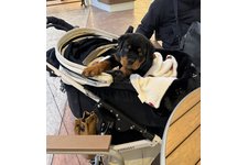 ファントムの写真1