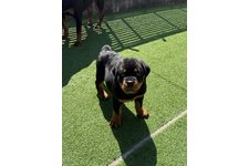 ファントムの写真2