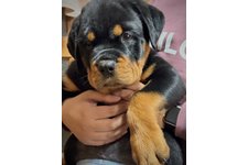 ファントムの写真3