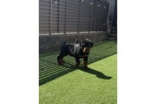 ファントムの写真4