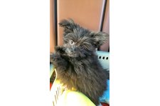 ジャガイモの写真1