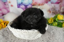 ジャガイモの写真2