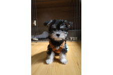 ましゅーの写真1