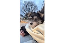 ましゅーの写真2