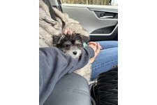 ましゅーの写真3