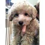 きなこの写真1枚目