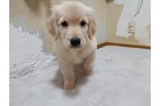 ひまわりの写真1