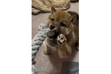 しんぱちろうの写真1