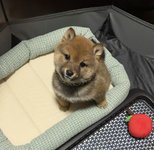 しんぱちろうの写真2