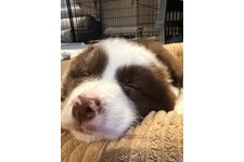 コタロウの写真1