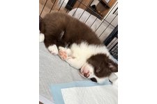 コタロウの写真2