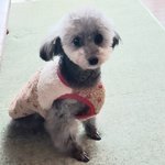 ぎんちゃんの写真1