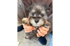 ぽんまるの写真1