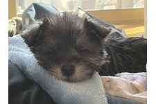 ぽんまるの写真2