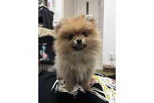 サンダーの写真1