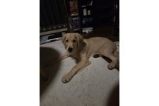 龍(たつ)の写真1