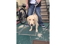 龍(たつ)の写真2