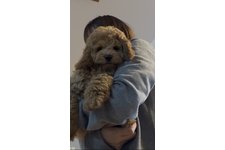 くるみの写真1枚目