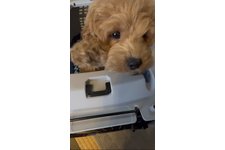 くるみの写真2枚目