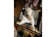 ガブリエルの写真1