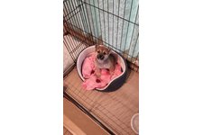 だいふくの写真1