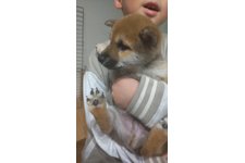 だいふくの写真2