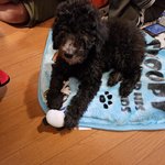 ちゃちゃの写真1