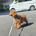 サラの写真1枚目