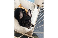 フレディの写真1