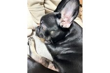 フレディの写真2