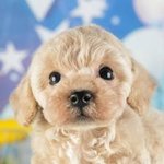 モナカの写真1枚目