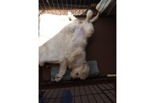 キャンディの写真1