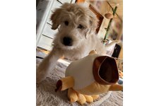 キャンディの写真2