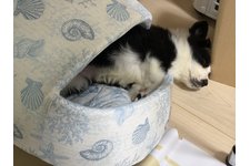 カゲの写真1枚目