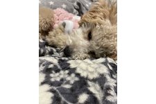 ミルキーの写真2枚目