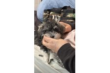 ぽむの写真1枚目