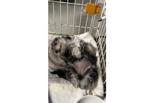 ぽむの写真2枚目