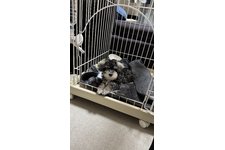 ぽむの写真3枚目