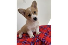 ミモレットの写真1