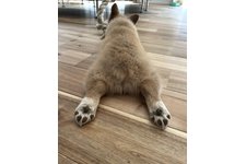 ミモレットの写真2