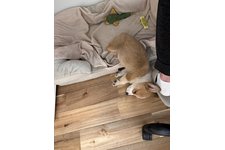 ミモレットの写真3