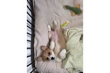 ミモレットの写真4